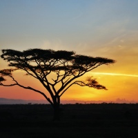 Serengeti - Sunrise